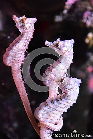 Three pink seahorses in aquarium Stock Photo