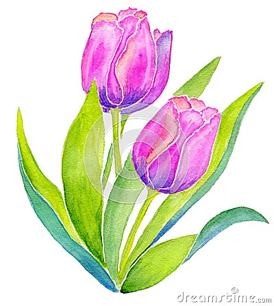 Three pink tulips Cartoon Illustration