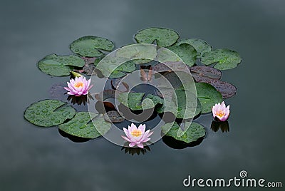 Three Pink Water Lily Stock Photo