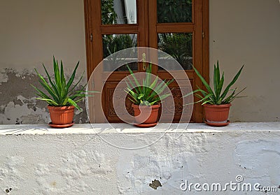 Three plants in flowerpots on shelf in front of the door Stock Photo