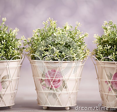 Three plants in ornamented flowerpots Stock Photo