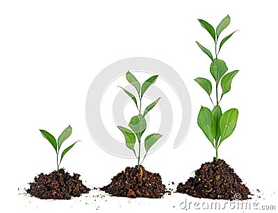 Three plants in soil Stock Photo