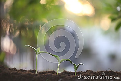 Three plants sprout growing Stock Photo