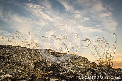 Three plants sunset Segovia Stock Photo