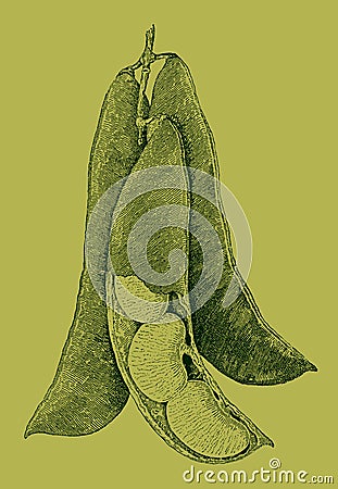 Three pods of pole Lima beans hanging from a branch, one pod is broken open and the seeds are visible Vector Illustration