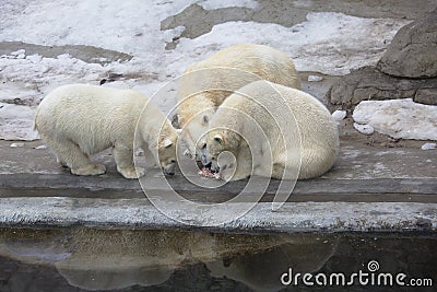 Three polar bear eats. Stock Photo