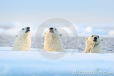 Three polar bears on drift ice, Svalbard, Norway. Rare wildlife scene from nature, cold winter with snow in the Arctic. Animal Stock Photo