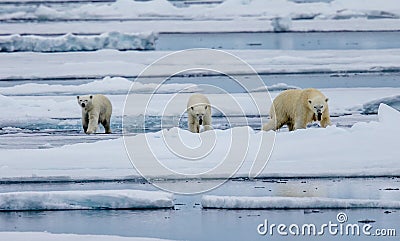 Three polar bears, female with two cubs walk on ice floe in Arctic Stock Photo