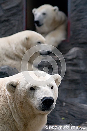 Three polar bears Stock Photo