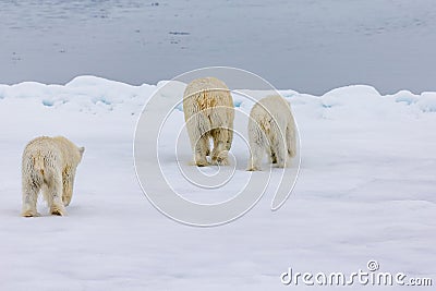 Three polar bears walk away Stock Photo