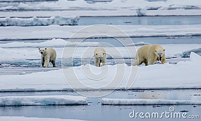 Three polar bears walk over the melting ice floe Stock Photo