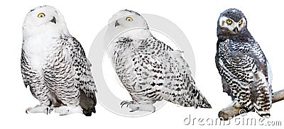 Three polar owls isolated on white Stock Photo