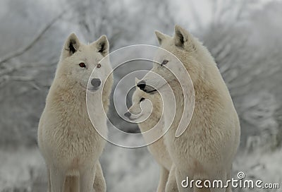 three polar wolves standing in background of the forest Stock Photo