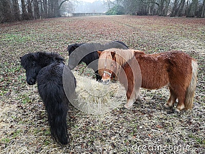 Three ponies feeding on hay Stock Photo