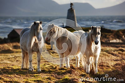 Three ponies Stock Photo