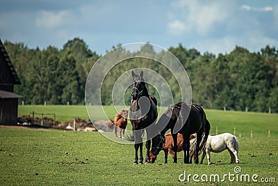 Three ponies and two horses in the pasture Stock Photo
