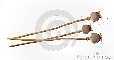 Three poppy boxes on a white background, poppy seeds are scattered nearby, isolated on a white background Stock Photo