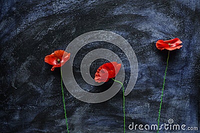 Three poppy flowers close on dark blue background Stock Photo