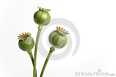Three Poppy Heads Filled With Seed Stock Photo
