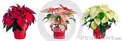 Three Pots of Poinsettia Stock Photo