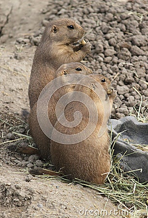 Three Prairie Dogs Stock Photo