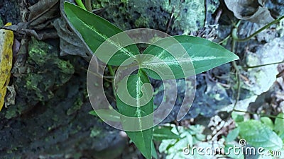 three-pronged leaves are pretty green Stock Photo