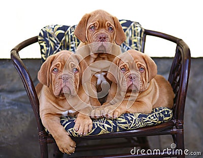 Three puppies in armchair. Stock Photo