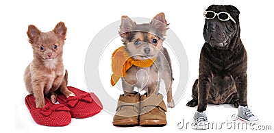 Three puppies with different footwear isolated Stock Photo