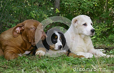 Three puppies on a greene grass. Stock Photo