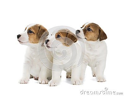 Three puppies Jack Russell Terrier Stock Photo