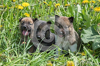 Three puppies of Siberian dogskin on green grass with dandelions Stock Photo