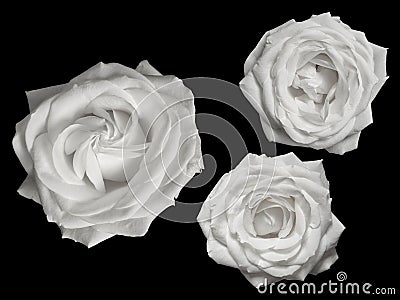 Three pure white roses against a black background Stock Photo