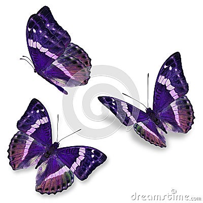 Three purple butterfly Stock Photo