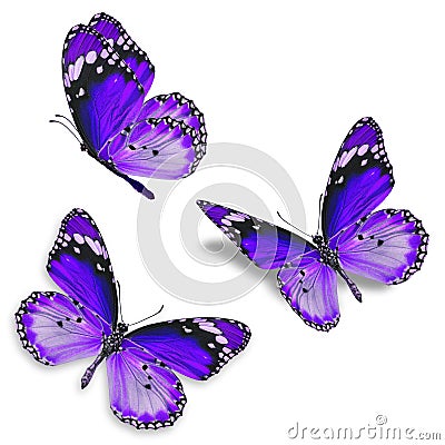 Three purple butterfly Stock Photo