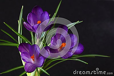 Three Purple Crocus Stock Photo