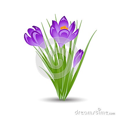 Three purple crocus blooming flowers on white. Spring colorful plants with buds close up. Crocus flowers signs for greeti Stock Photo