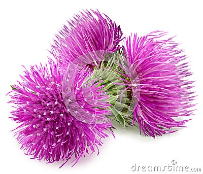 Three purple flower of carduus with green bud. Stock Photo