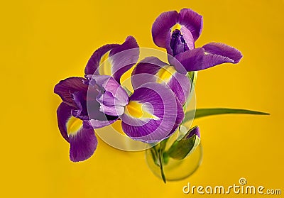 Three purple iris on a yellow background. Additional colors. Beautiful bouquet Stock Photo