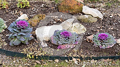 Three purple ornamental Kale in a dirt and rock garden. Stock Photo