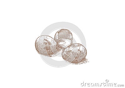 Three quail eggs Vector Illustration