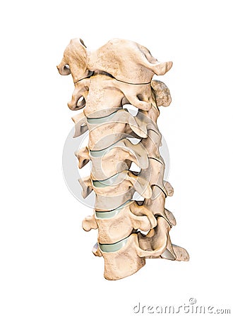 Three-quarter anterior or front view of the seven human cervical vertebrae isolated on white background 3D rendering illustration Cartoon Illustration