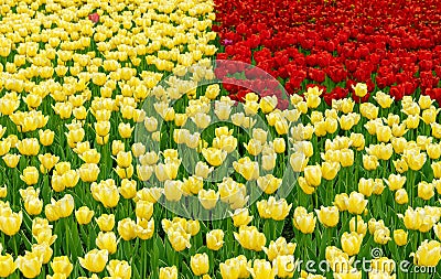 Three quarters with yellow tulips and one quarter with red tulips. Stock Photo