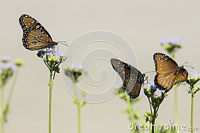 Three Queen Butterflies perched on flowers with tan background Stock Photo