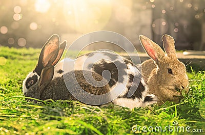 Three rabbits eating green grass on Sunlight - abstract Stock Photo