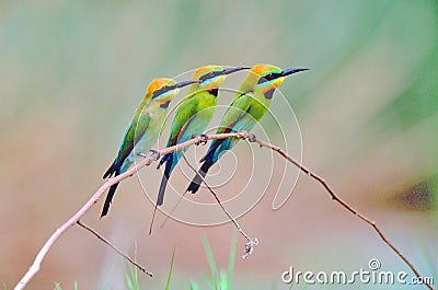 Three Rainbow bee-eaters Stock Photo