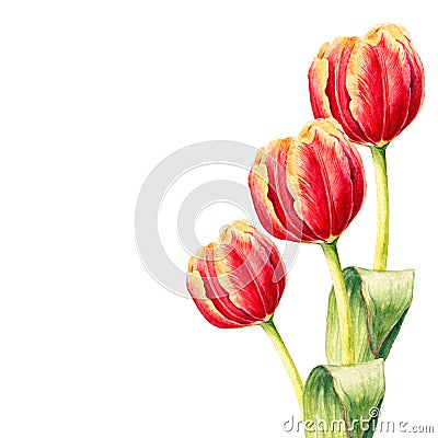 Three realistic watercolor tulips. Hand drawn Cartoon Illustration