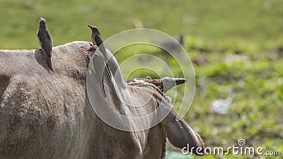 Three Red-billed Oxpeckers Eating Parasites Stock Photo