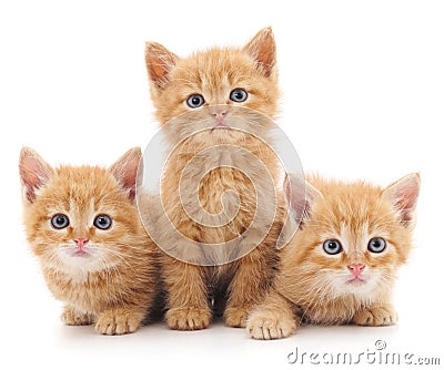 Three red cats. Stock Photo