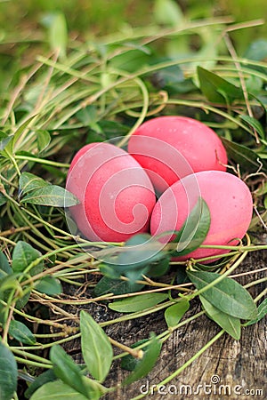 Three red colored traditional Easter eggs in the real grass nest Stock Photo
