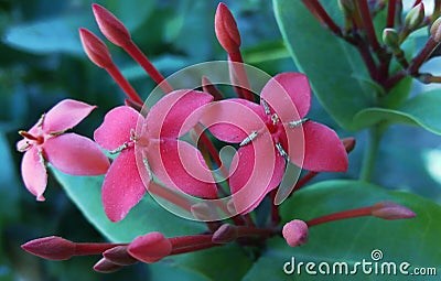 Three flowers in one frame Stock Photo